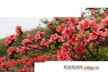 山花开了 唐龙(七字歌谱)1