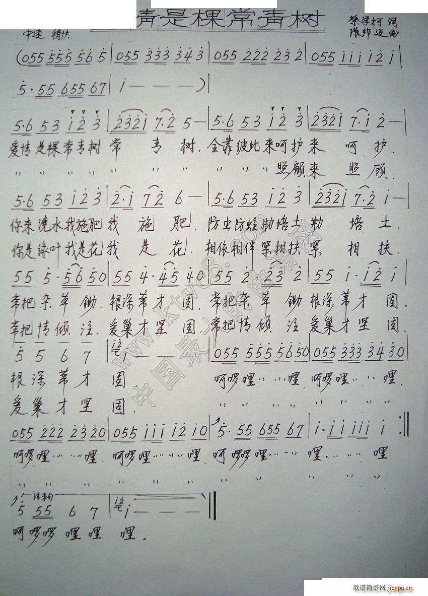 爱情是棵常青树(七字歌谱)1